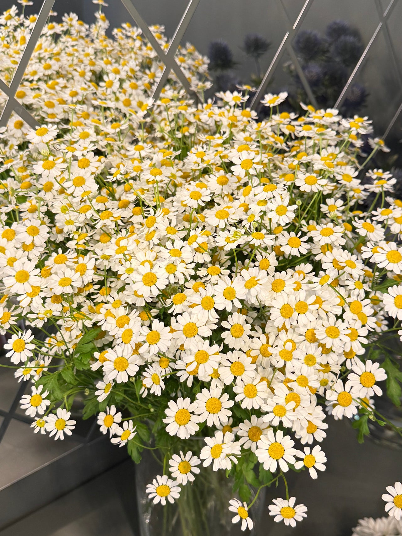 Camomile
