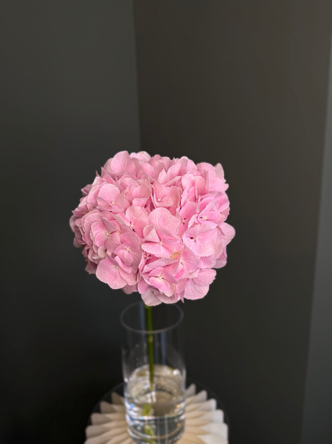 Hydrangea Light Pink