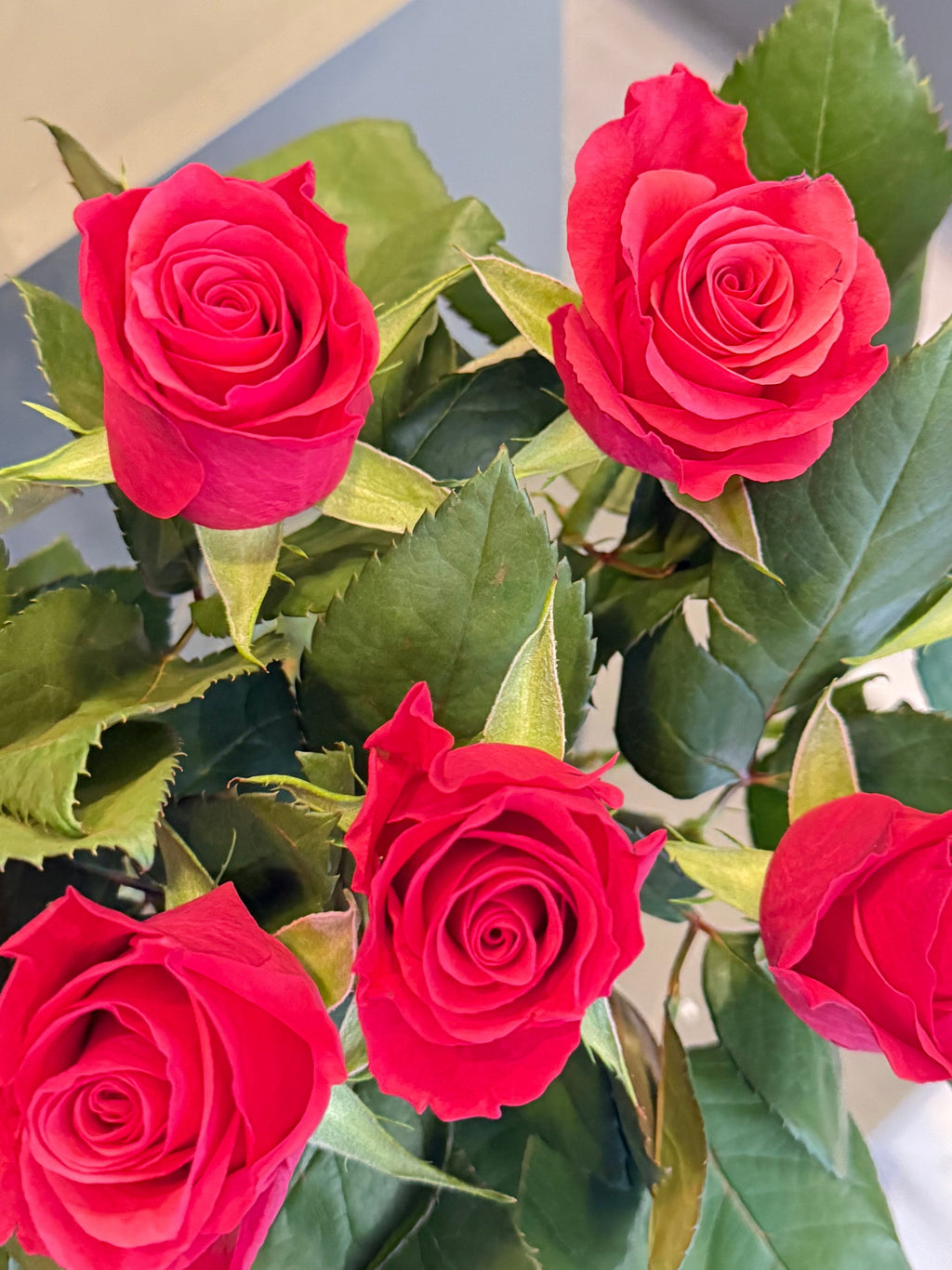 Dark pink Rose