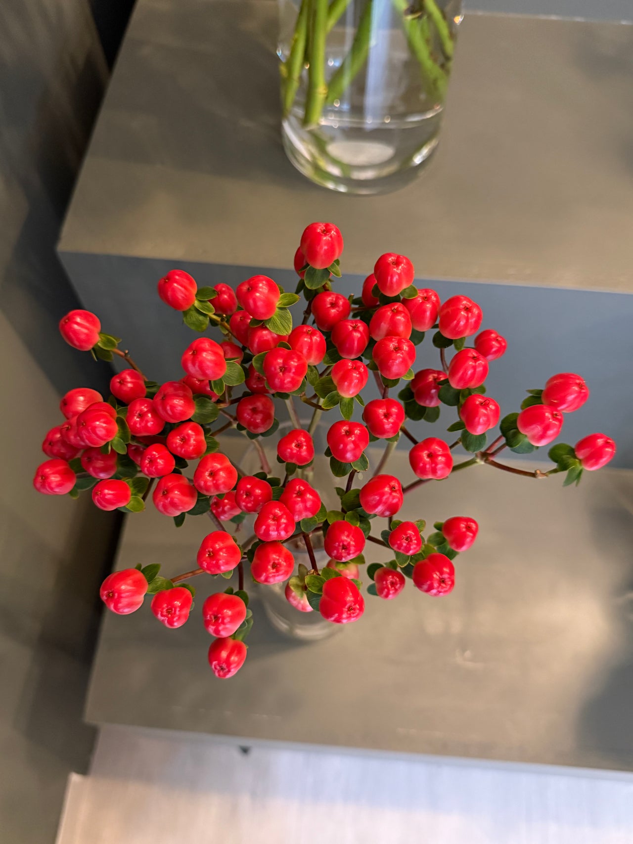 Red Hypericum