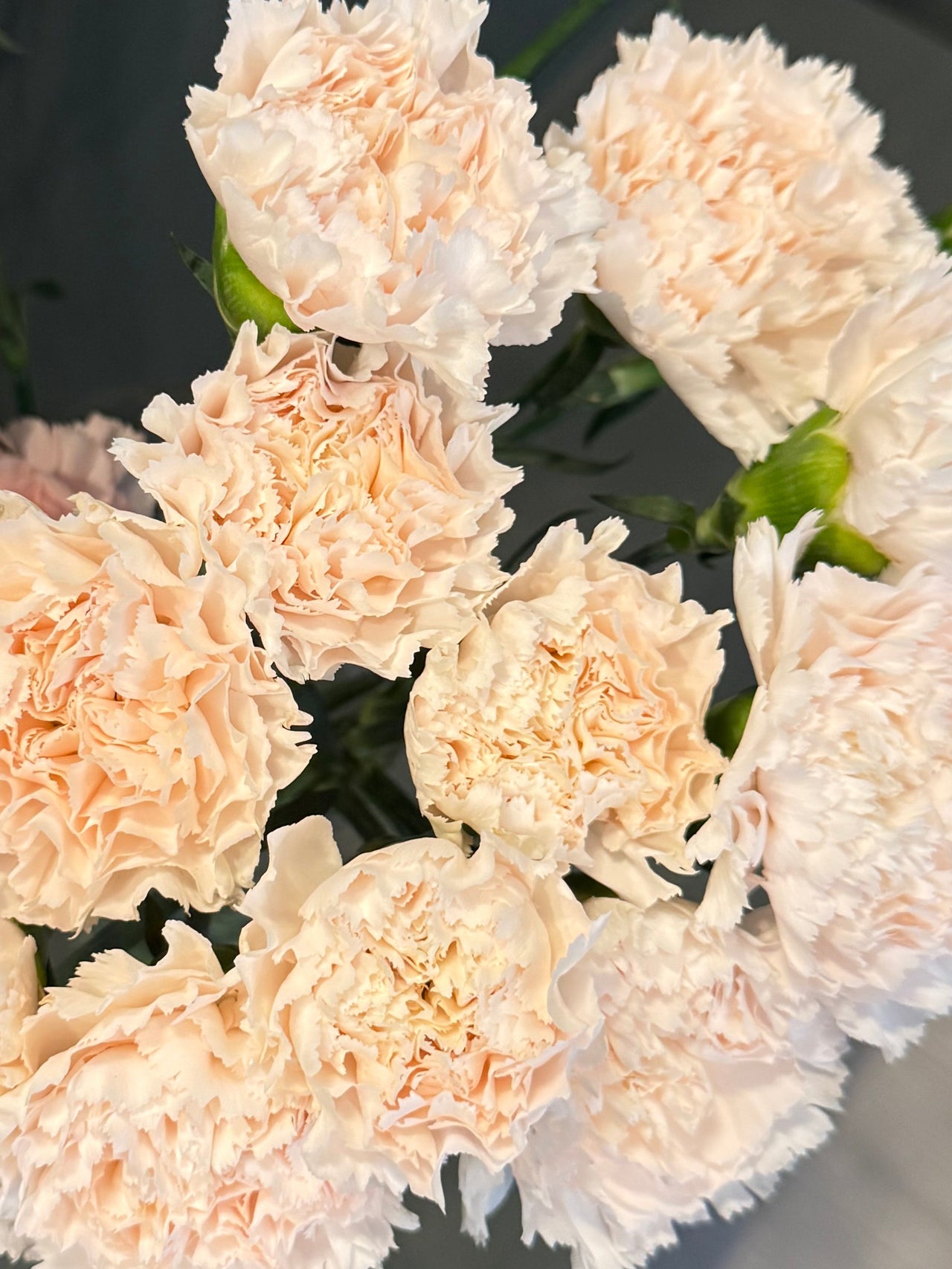 Carnation