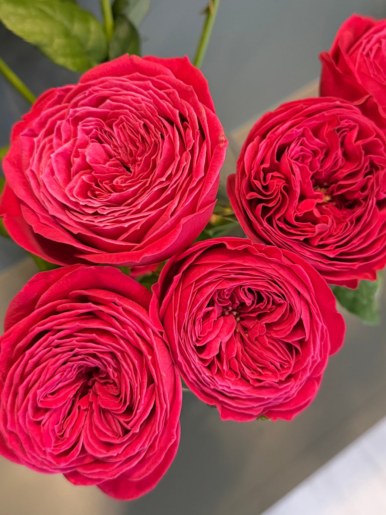 Dark Pink Garden Rose