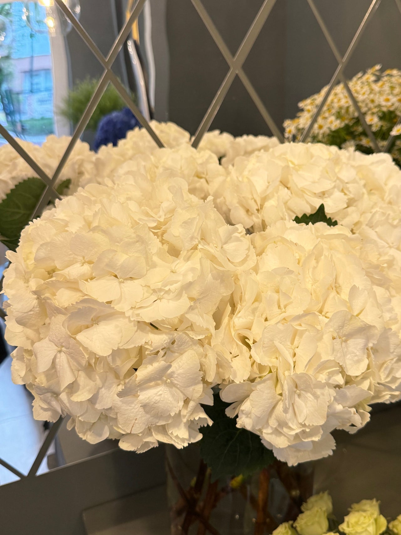White Hydrangea