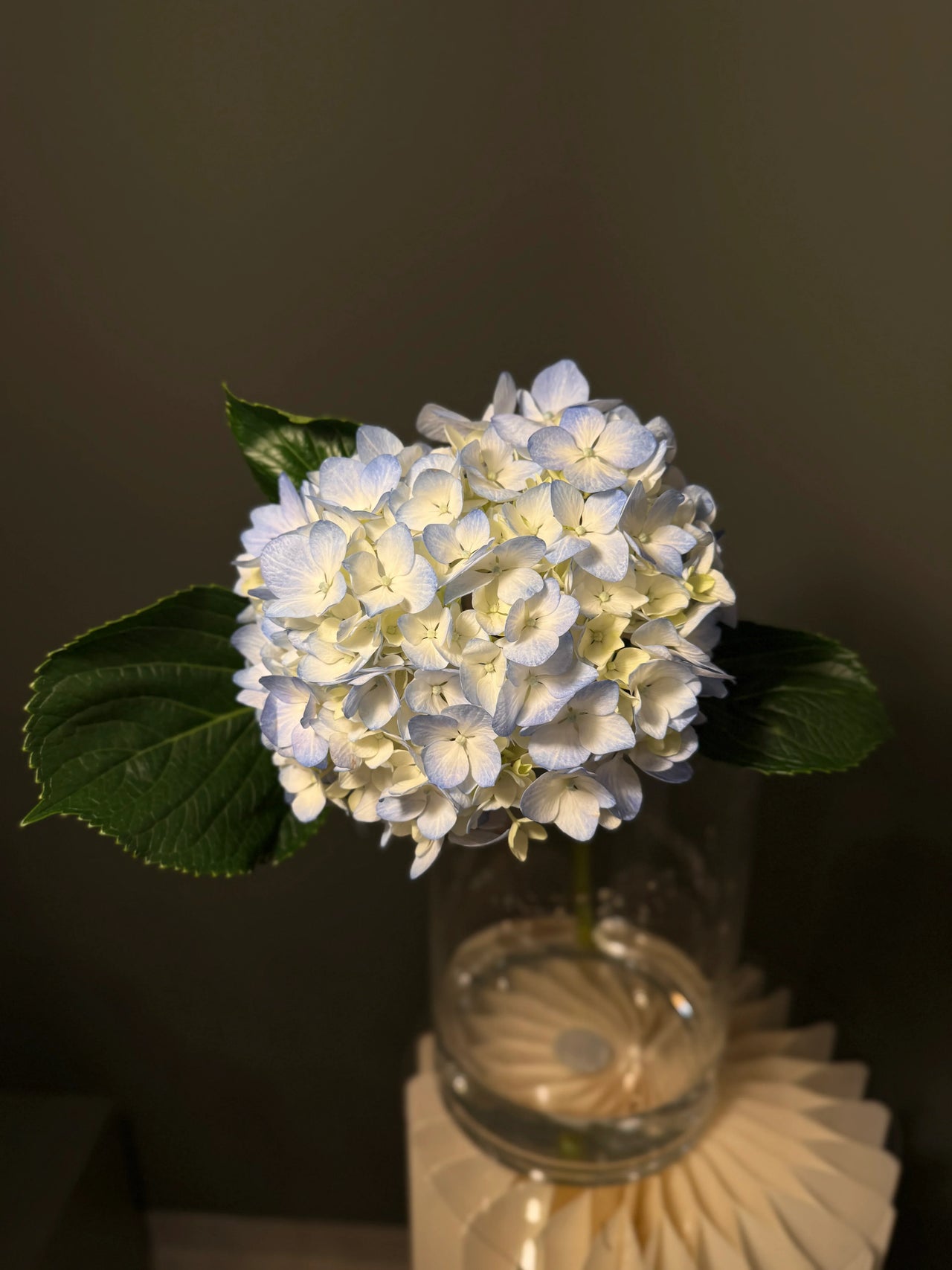 Hydrangea Light Blue