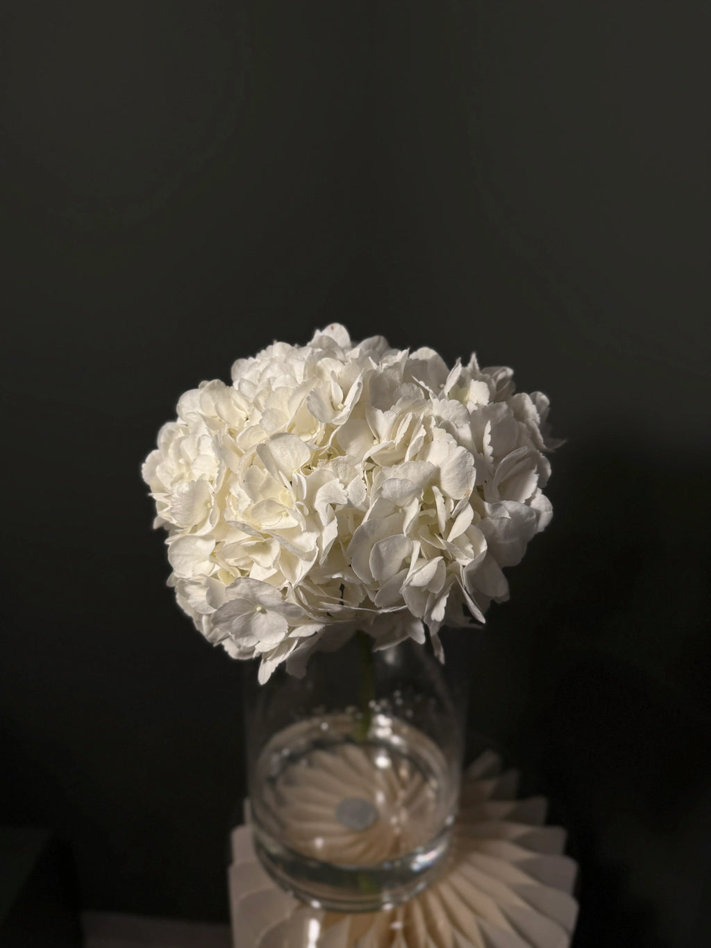 Hydrangea White
