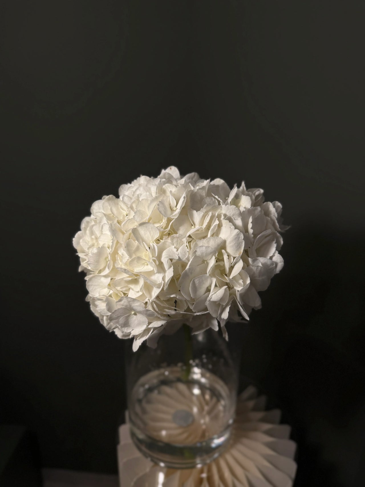 Hydrangea White