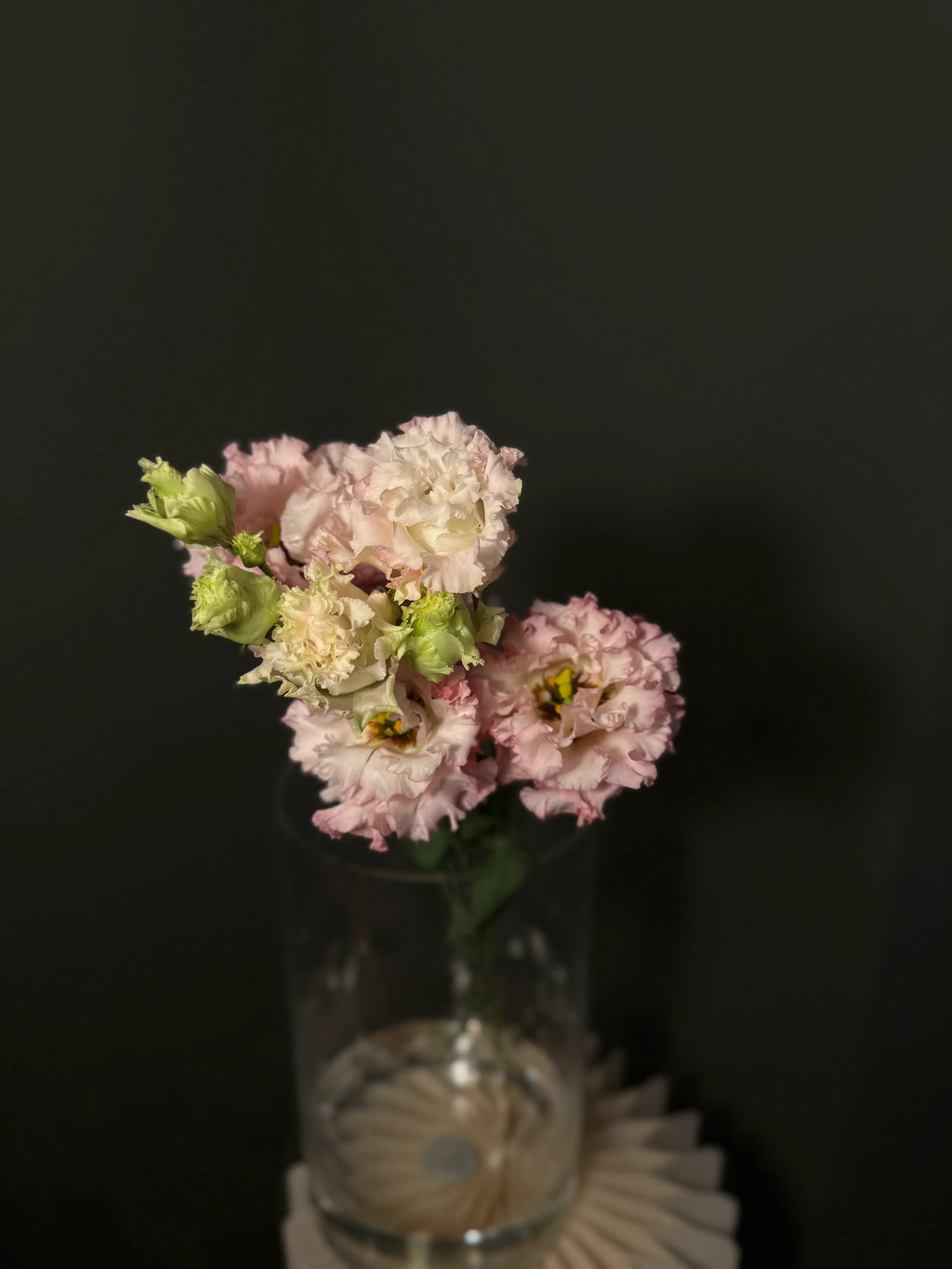 Lisianthus Pink
