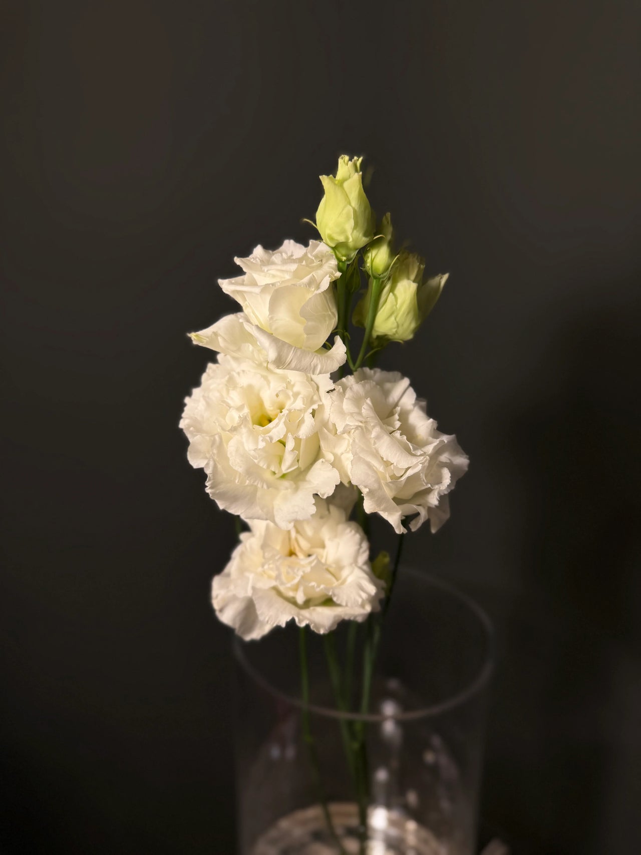 Lisianthus White